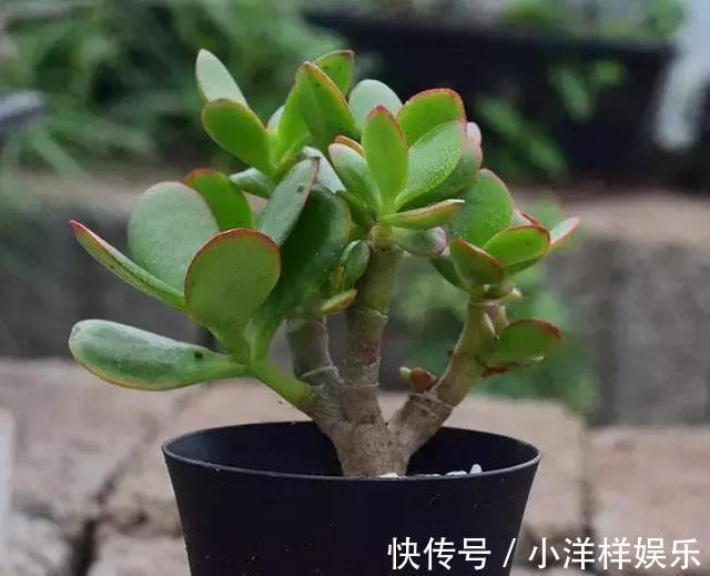 四季|教大家玉树怎么养以及四季的管理方法！