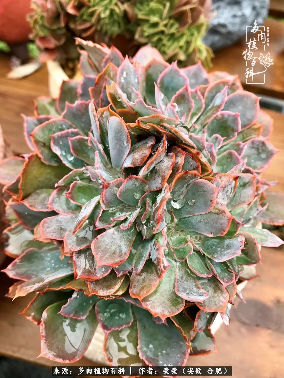 初秋时节,度夏后的多肉陆续回归!偷偷上了一层淡妆!