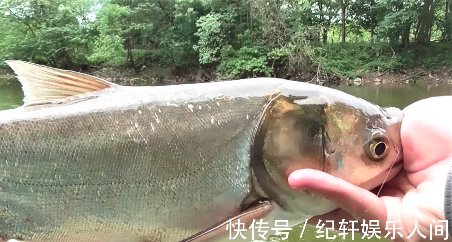 冬天鲢鳙都躲在哪里?天冷也可以钓鲢鳙吗?