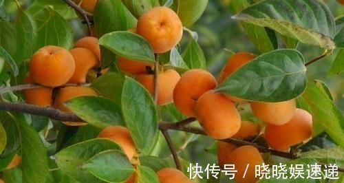 食物|中年人养生,多吃以下食物,润肠通便,润肺养肾,吃了变年轻