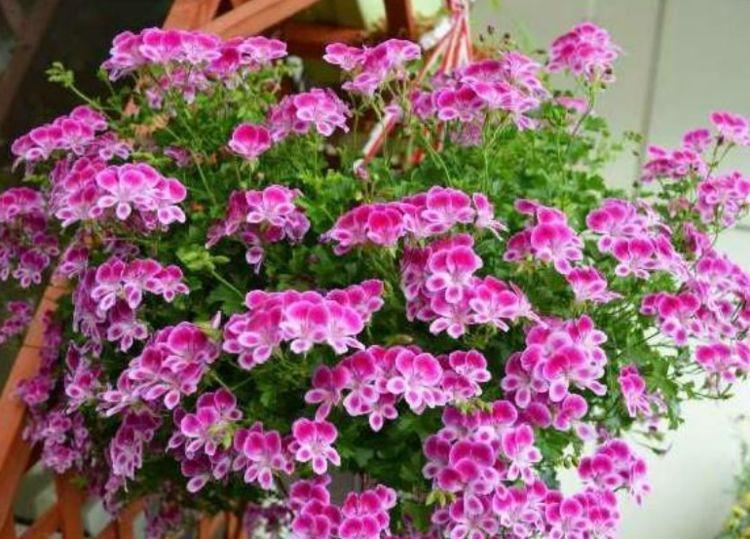 4种花卉,花期超长的,随便养一种,家里赏花一整年