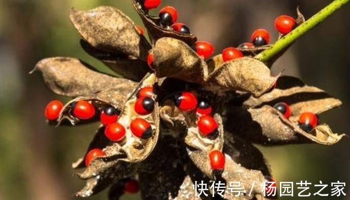 雞骨草|天冷后多吃5種草藥，比吃藥都靈，老中醫：可能比吃靈芝還管用