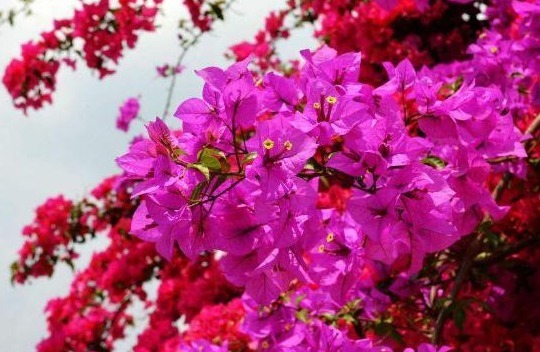 生命力|三角梅的种植扦插方法及种植技巧,干货满满