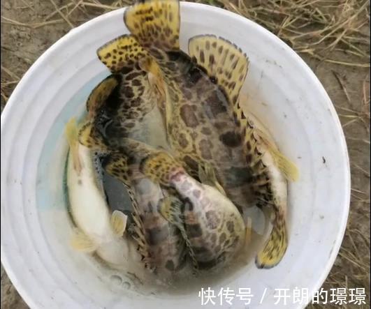 湖北一条河鳜鱼大爆发,短时间内钓了半护,有钓友为钓鱼请假一周