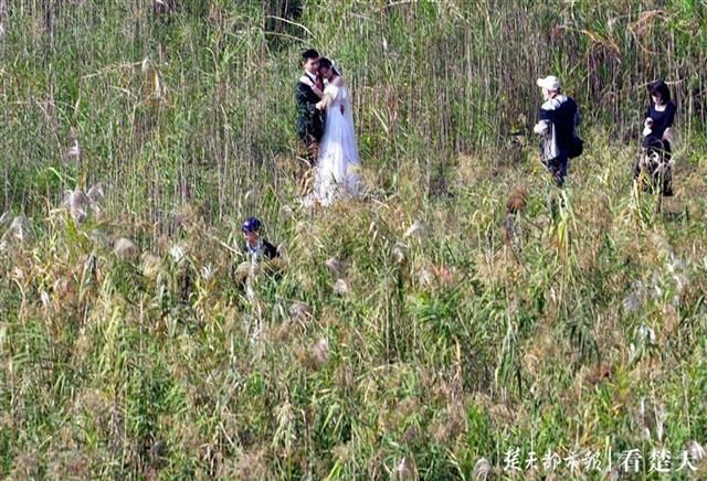 秋荡|“蒹葭苍苍，白露为霜”，“荻海絮语”芦苇秋荡