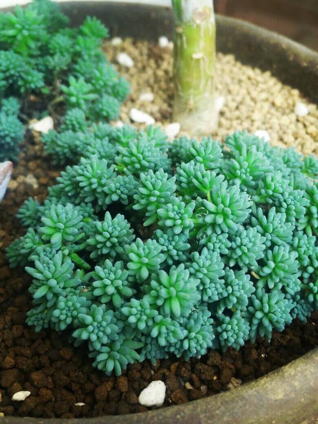 这种“杂草”被人当成多肉,叶片一簇簇,生命力强,可以养在家里