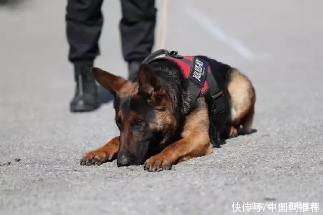 史宾格|中国刑警学院竞售54只淘汰犬，不到半天被火速抢光!最高价33万元