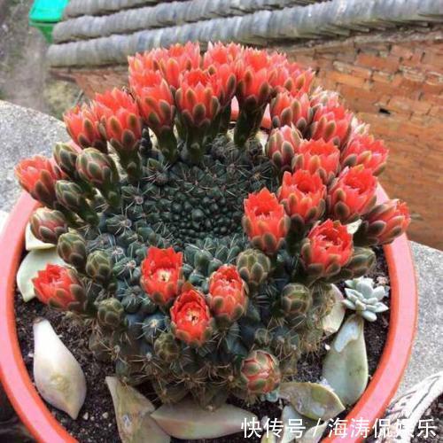 阳台上|60岁的他,退休只养仙人球,10个品种,开花比月季还漂亮