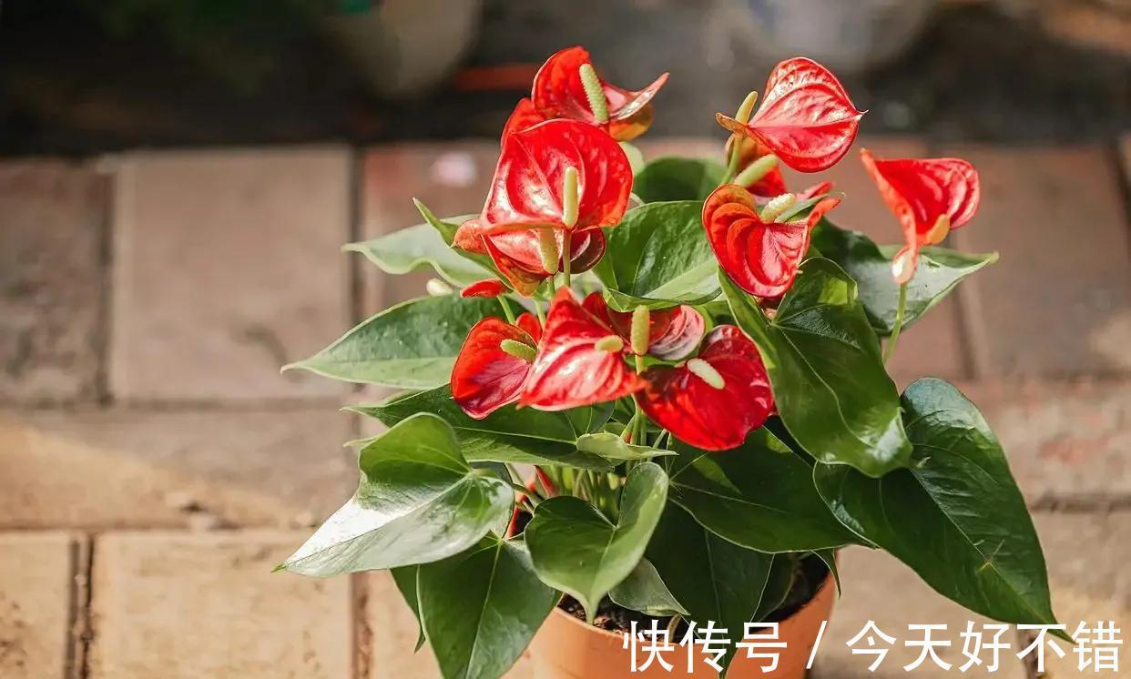 秋冬季节适合养红掌,花朵鲜艳,寓意好,越养越顺心