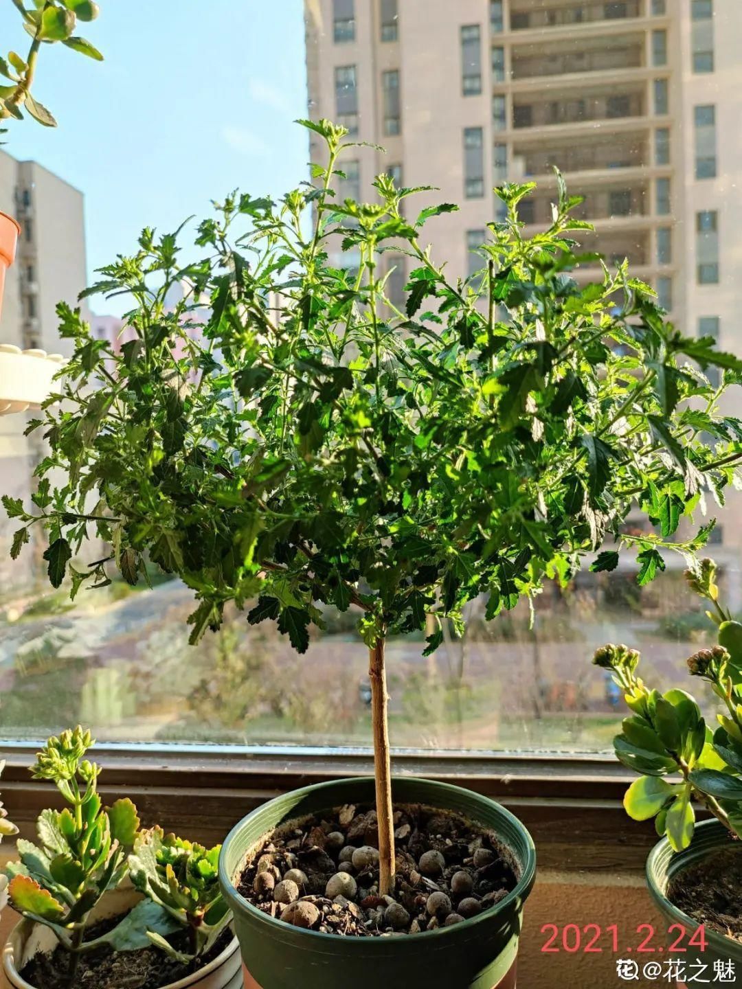 棒棒糖|从养花大神家，偷来3个爆花技巧，快学，24小时后删