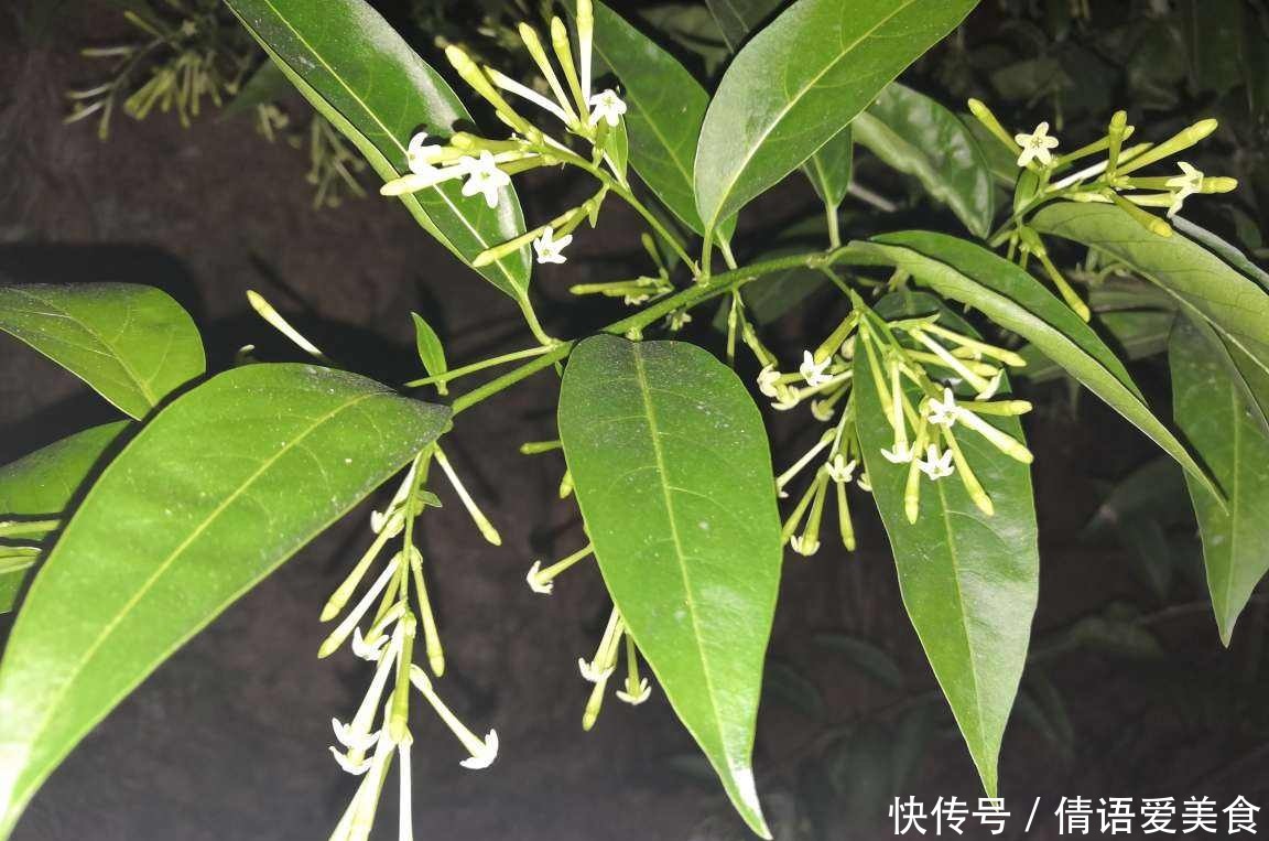 花友|有院子的花友要注意,4种植物易招蛇,最好少养!