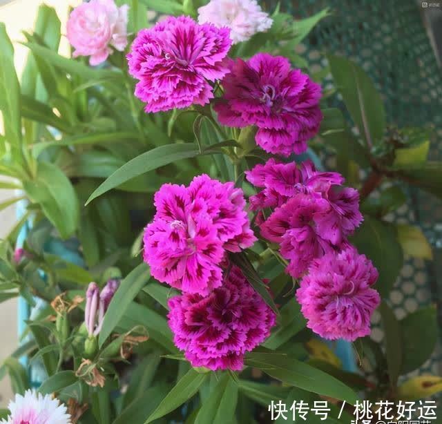 栽种|小院养花,石竹花是首选,耐晒,花期长,不怕涝,开花还很多