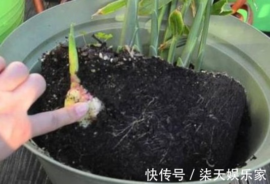 阳台|阳台盆栽的“2种”植物,阳台种一些,够吃大半年!