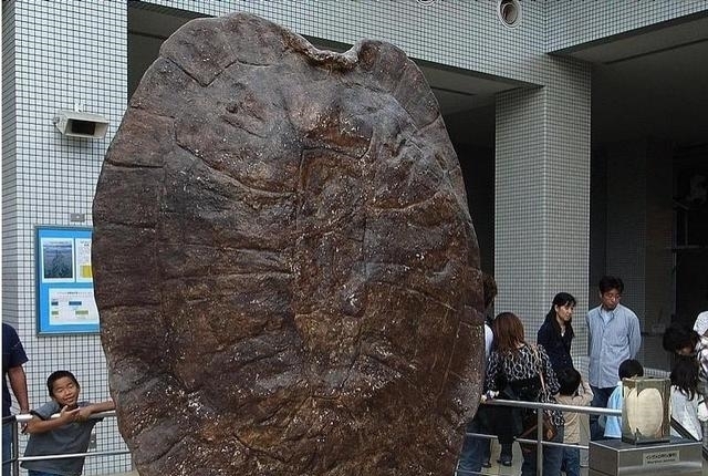 防御力#神话中的载人巨龟被发现,长5米重6吨,《西游记》没有骗人