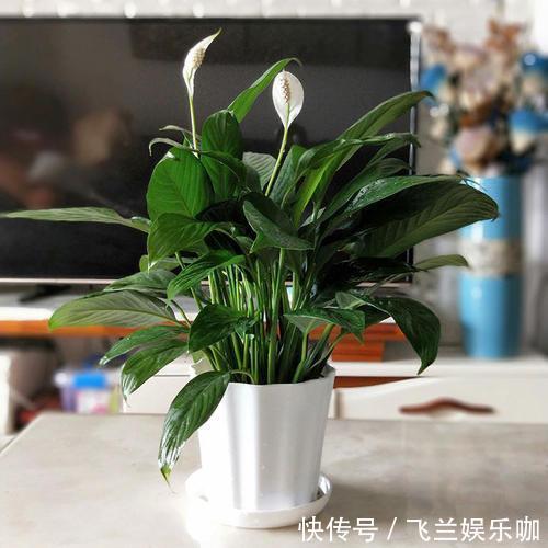 叶片|养花，不懂得规避这9个误区，难怪盆栽一直饱受摧残