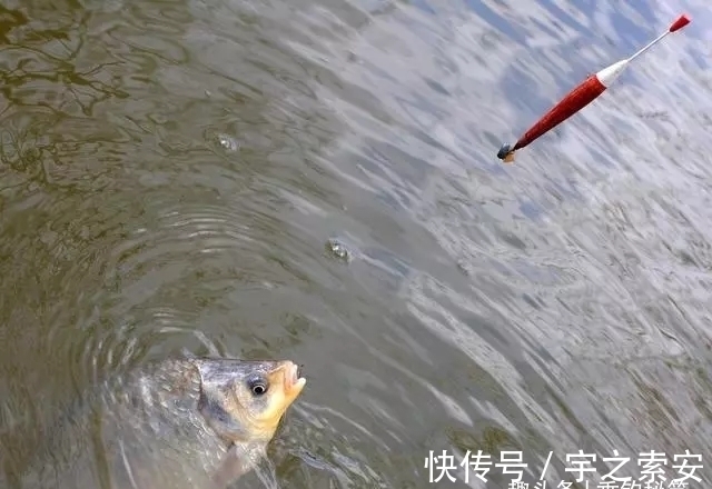 目数|钓了八年鱼,调了八年漂,今天才明白调几钓几其实并不重要