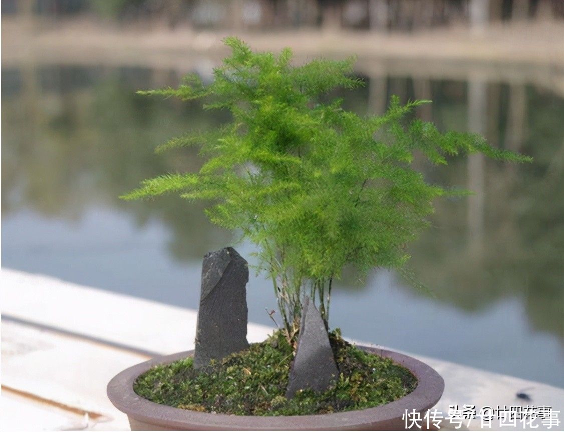 廿六|家养文竹，4件事要注意，做到位不黄叶不干尖，郁郁葱葱株型飘逸