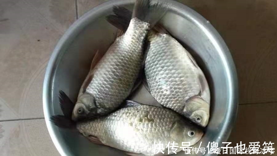 鲫鱼|话不多说,现在不试试这鲫鱼钓法就太亏了,每次收竿回家都特满足