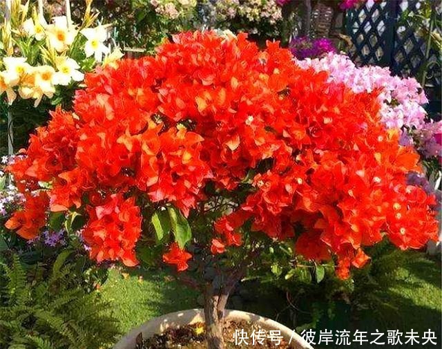 花芽|想让三角梅爆炸式开花,春天给足“3种料”,开花一茬接一茬