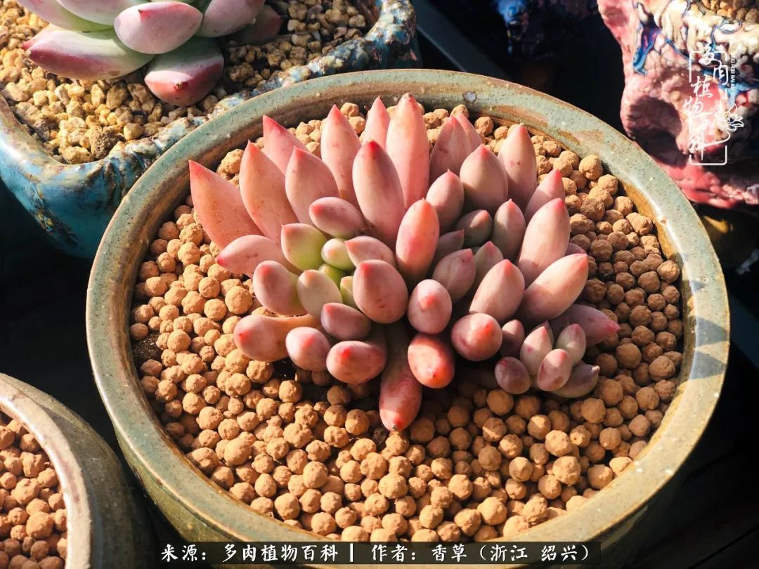 阳台上的一亩三分地,我愿与你一起,与时光媲美!