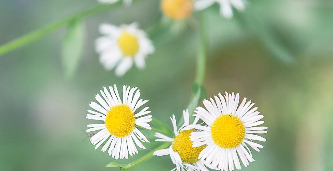 寒梅傲雪&人在低谷:言寡、体勤、心静