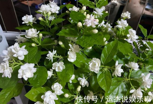 公认的“六种健康花”,建议至少养一盆,好看好吃,有些还喷香