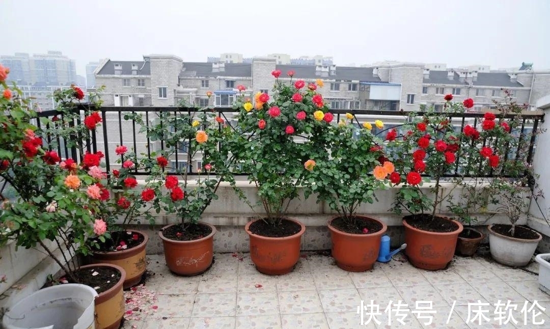 温度低,7种花怕“多浇水”,水多易冻伤,“干养”更健壮