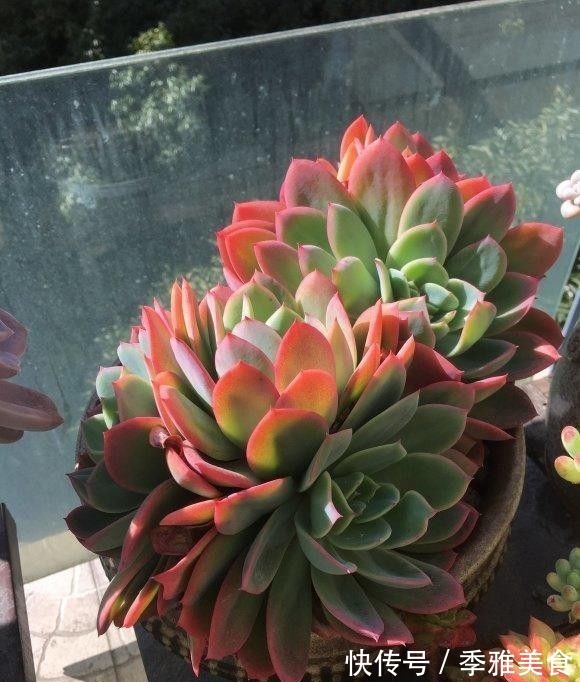 花友|多肉之所以养不好,全在“水”上,“不会”浇水,直接烂根
