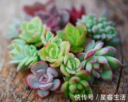 多肉叶插有“新招”，生根成活快，再也不化水，养出状态美美的