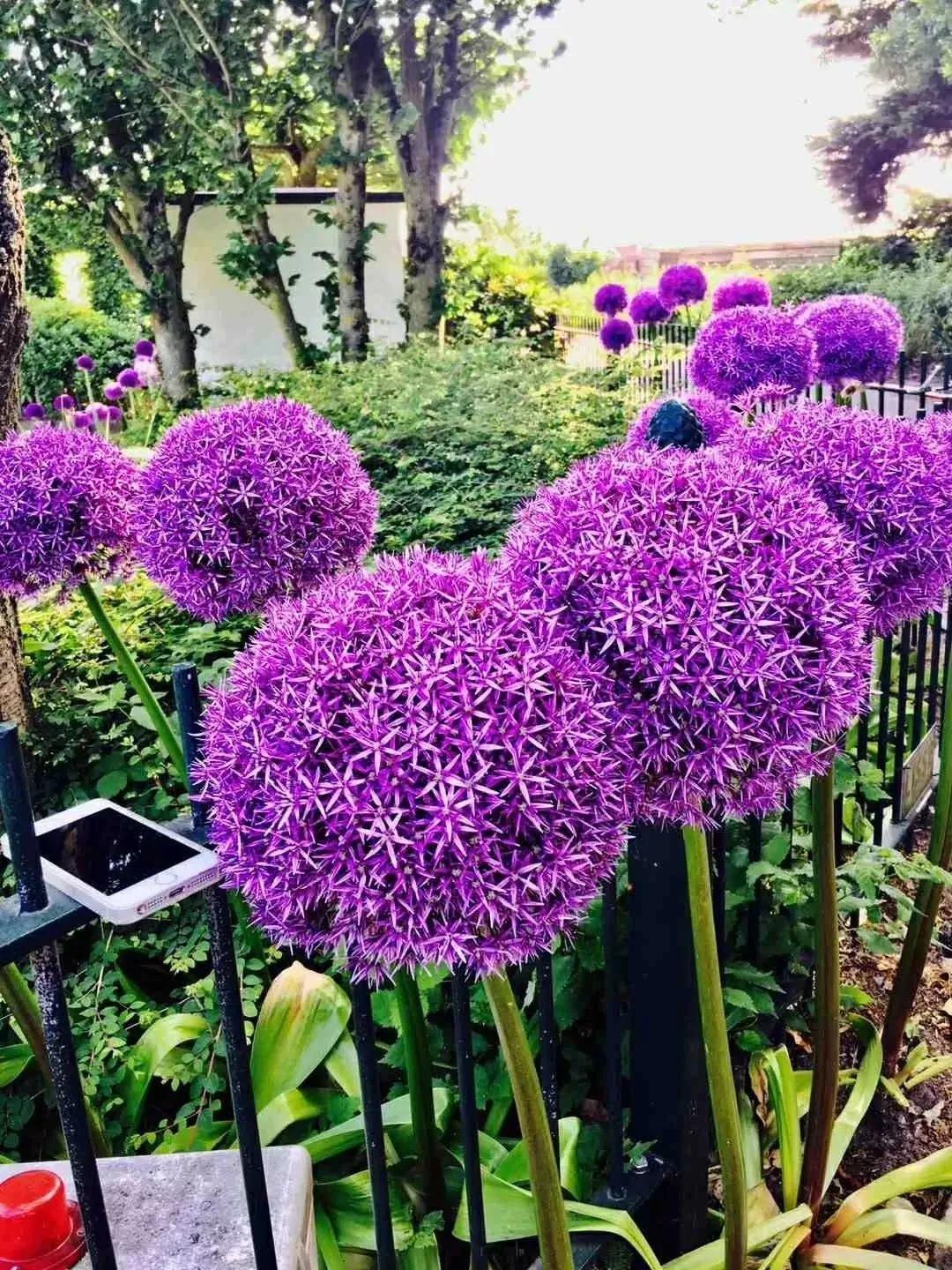 未来一个月,9种花就是抢手货,不养亏大了!