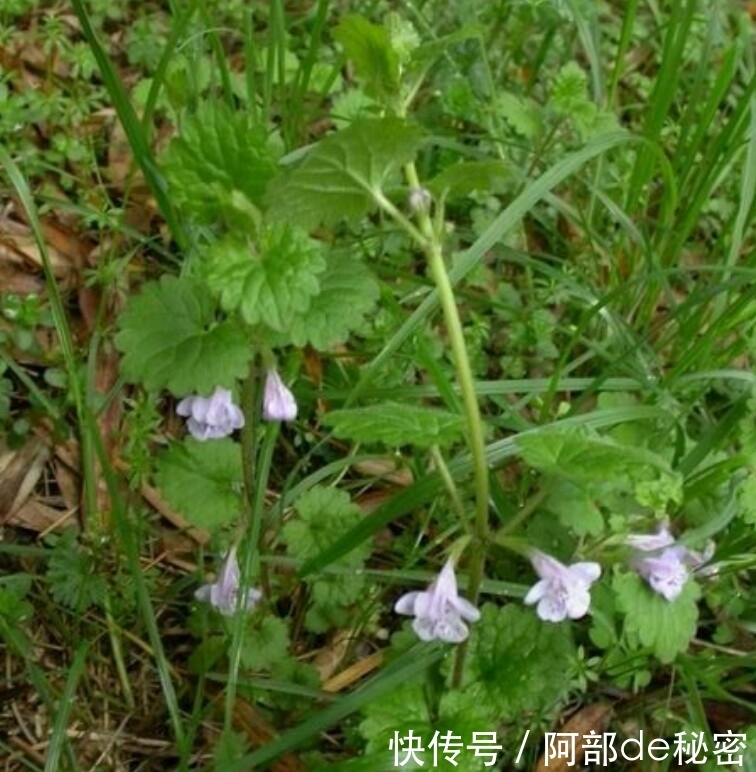  吃药|肝脏不好，不要忙着吃药，多吃此草，保护肝脏，还能排出身体毒素