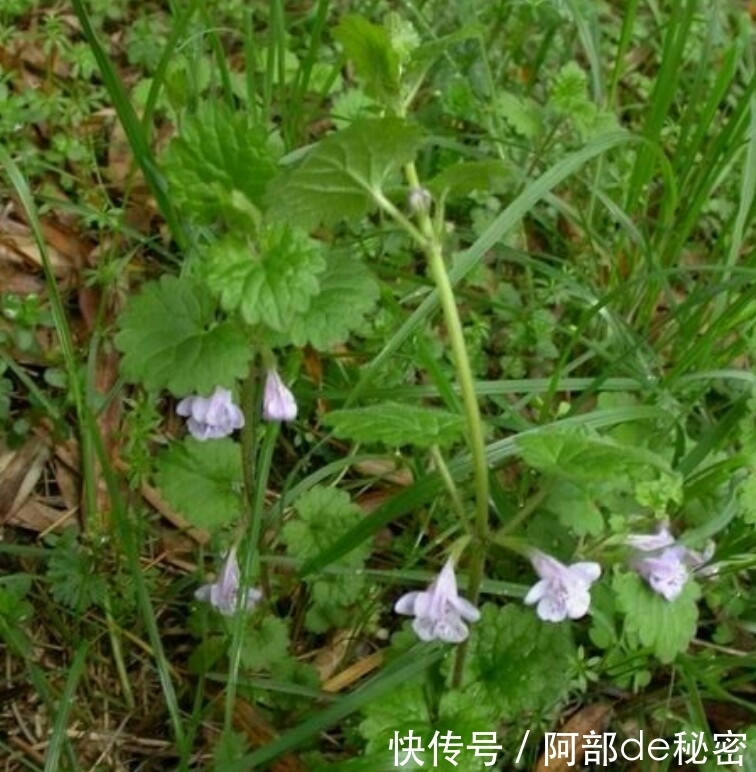 吃药|肝脏不好,不要忙着吃药,多吃此草,保护肝脏,还能排出身体毒素