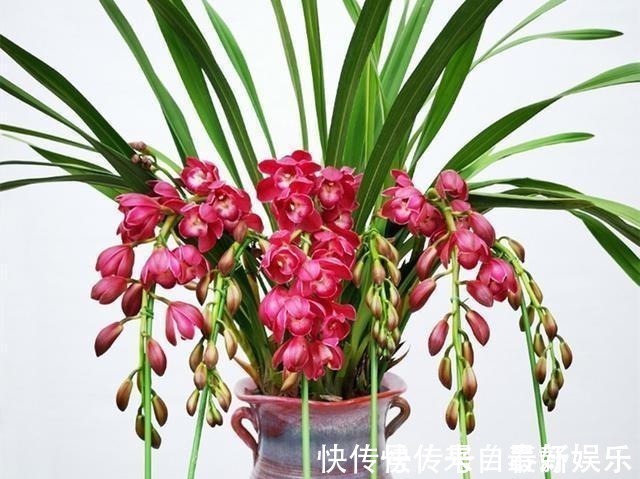 植料|不管养兰花还是君子兰,只要弄明白这一点,咋养也长得好