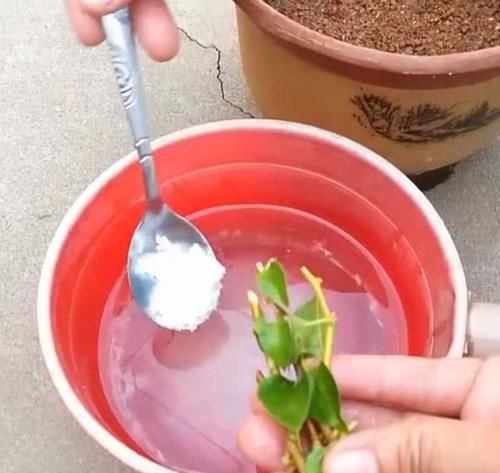 为什么扦插月季花总是黑杆？