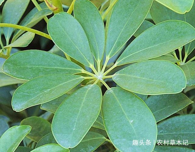 山里遇见“它”,请尽量别除掉,可盆栽,且价值极高