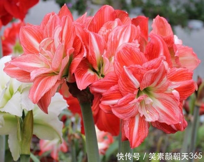 谁见了都喜欢的“4种花”，比牡丹还漂亮，开花硕大香味浓！