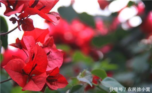  终于|终于知道三角梅为什么不开花了！你遇到过吗