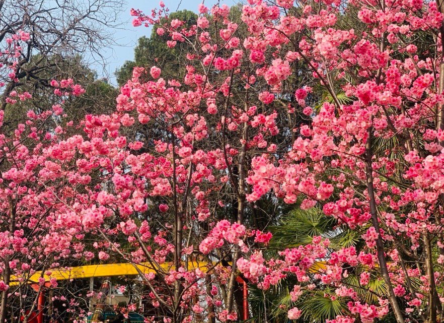 云南昆明进入樱花季 千朵万朵压枝低