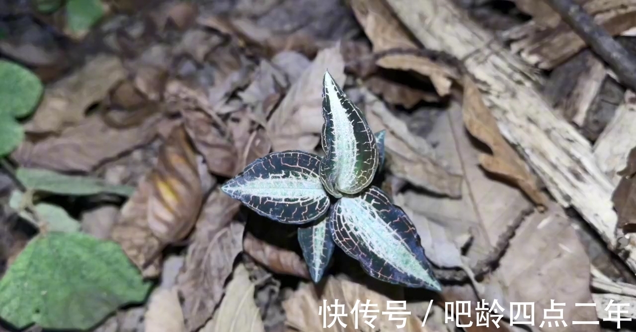 叶子上长着“金丝”的金线莲，是国家二级保护植物，看到请保护它