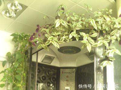 这6种花超耐阴,放在卫生间养,不仅能消除异味还能净化空气!