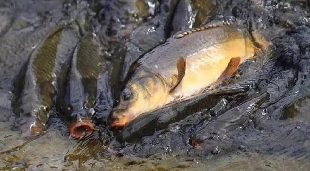 秋钓想要鲤鱼收获好,钓点选择很重要,这5个黄金钓位别漏了