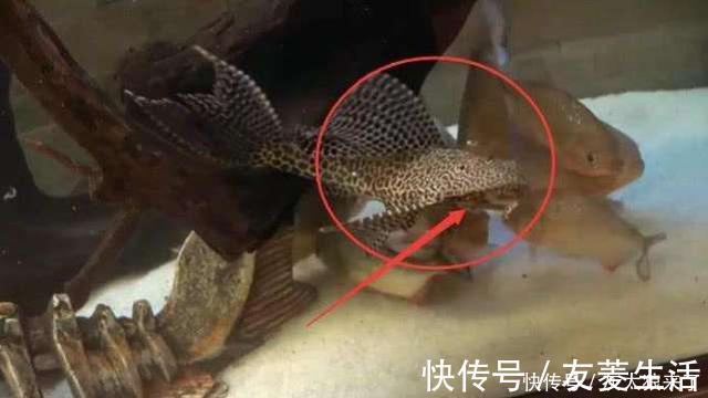 鱼缸里清道夫算鱼数吗