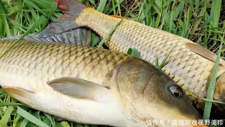 水草|老司机不会告诉你，夏钓鲤鱼一旦用这3招，天气再热也照样连竿！