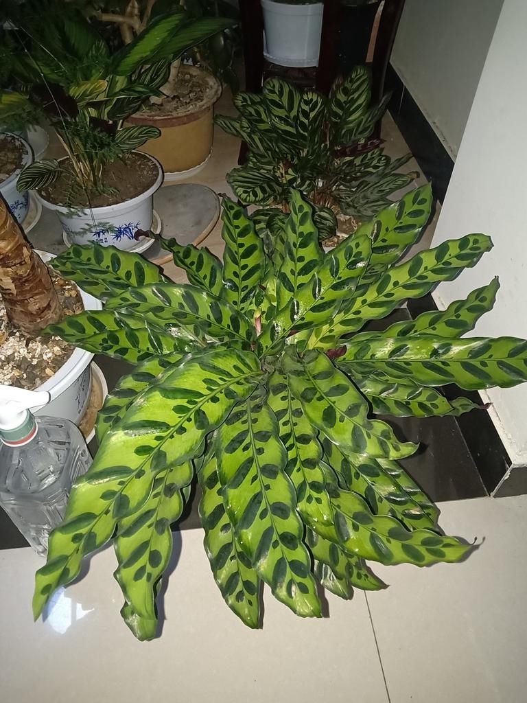 叶子像油画的5种花,耐阴效果好,家里没光也能养