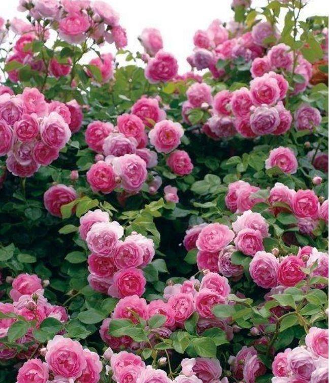 4种花超漂亮,花朵迷人,阵阵花香,花朵大