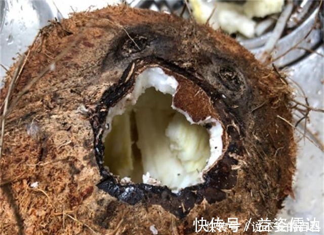 苗势|兰花长不好，把这2水果壳塞盆里，根系又多又白，苗势很旺！