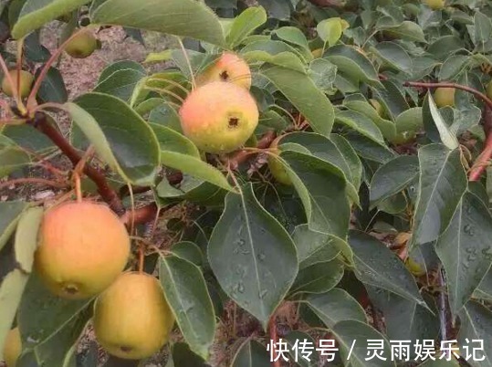 主枝|延长寿命、软化血管的南果梨,农民掌握种植要点,收获高产南果梨