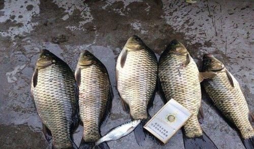 不用蚯蚓和红虫，晚春用这三种“民间配方”上的都是大鲫鱼