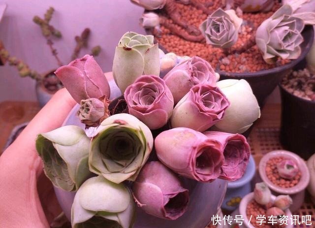 1种多肉“玫瑰”,做成“手捧花”高颜值,养成老桩更加漂亮!