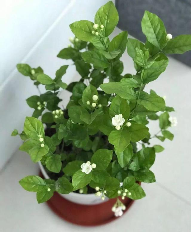 栀子、茉莉不开花这么一处理,花苞“嗖嗖冒”,花朵洁白、芳香